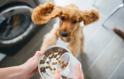 Factors to keep in Mind While Selecting the Best Dog Food 1