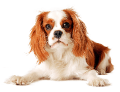 cute dog