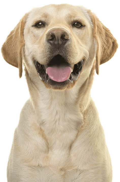 happy dog