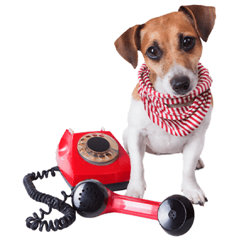 dog and telephone