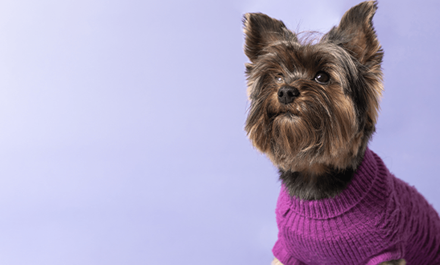 dog wearing shirt