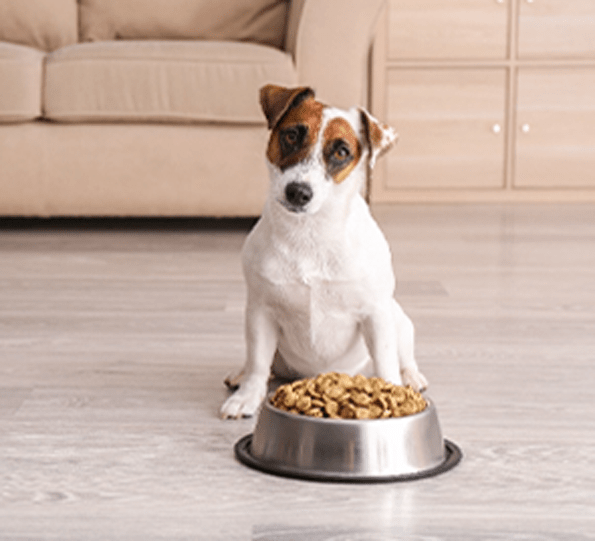 dog and a bowl of dog foods