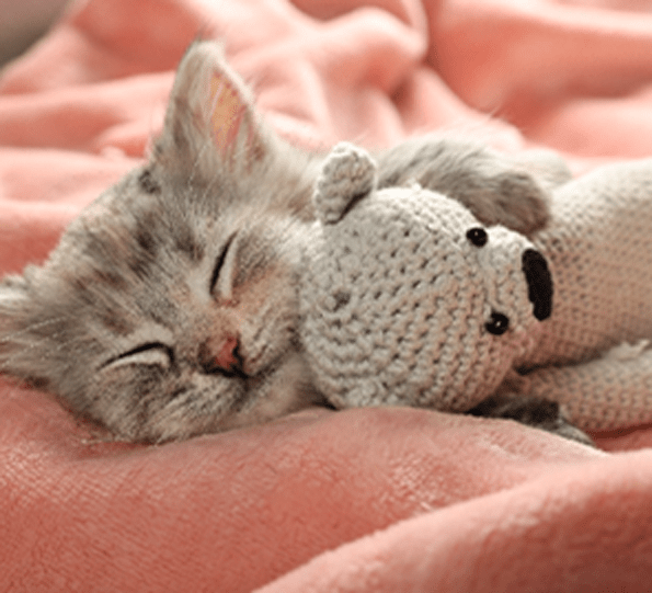 sleepy cat hugging his cute toy