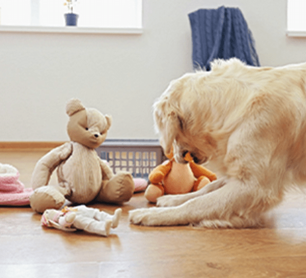 the dog is playing with his toys