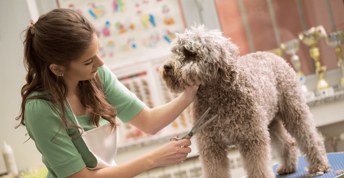 a woman appers to be petting the dog lovingly as indicated by its body language while gromming