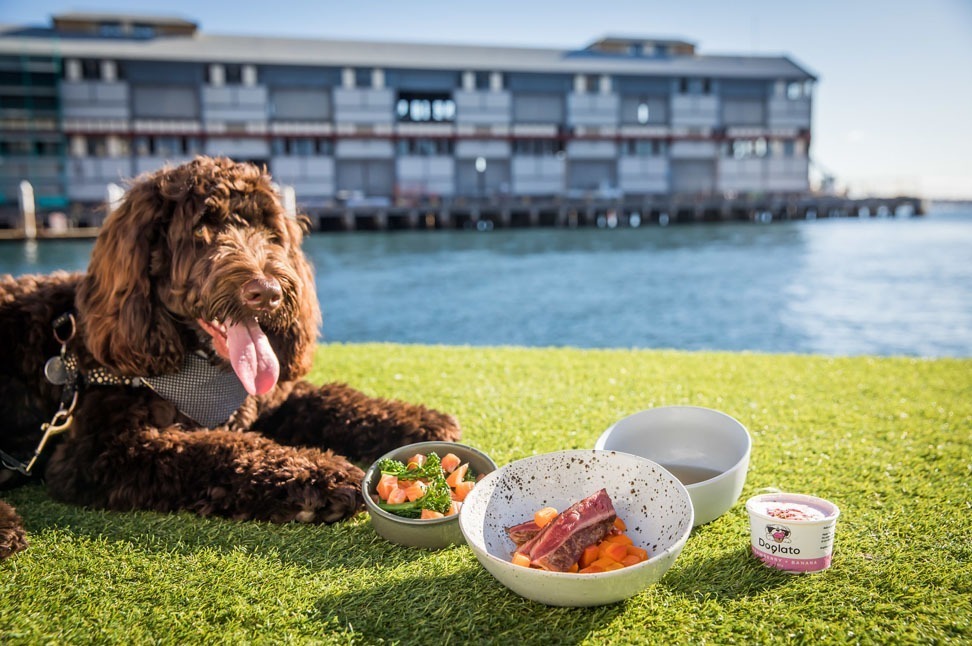labradoodle eating goodies