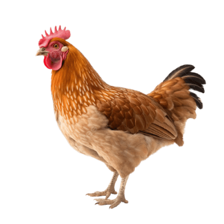 chicken