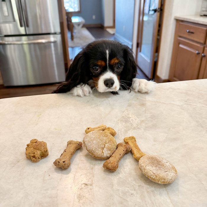the dog is waiting for her homermade treats