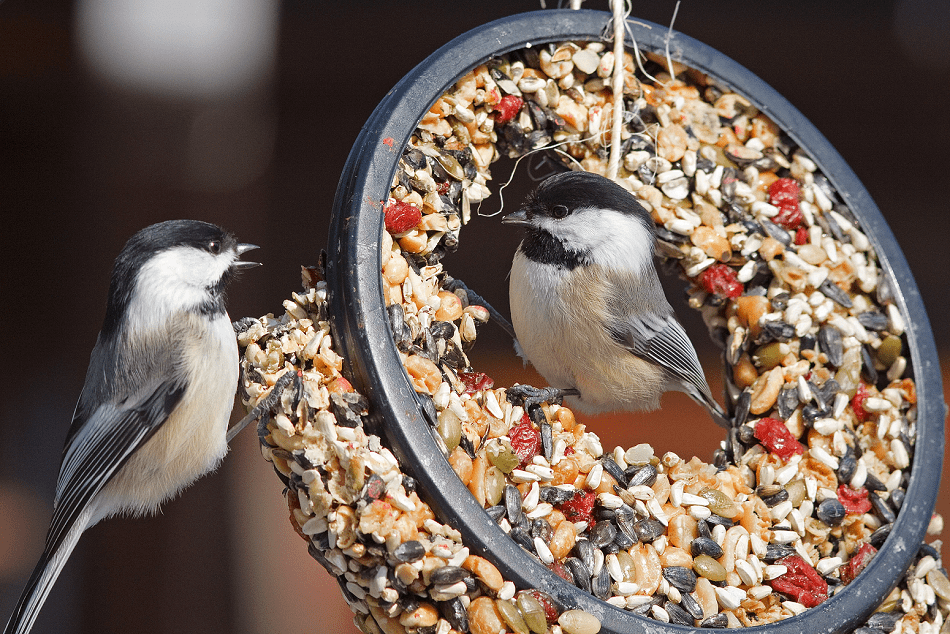 black capped chickadee eating
