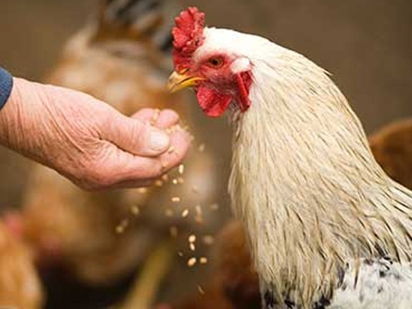 old man feeding a chicken farm