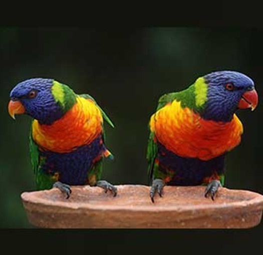 rainbow loriini
