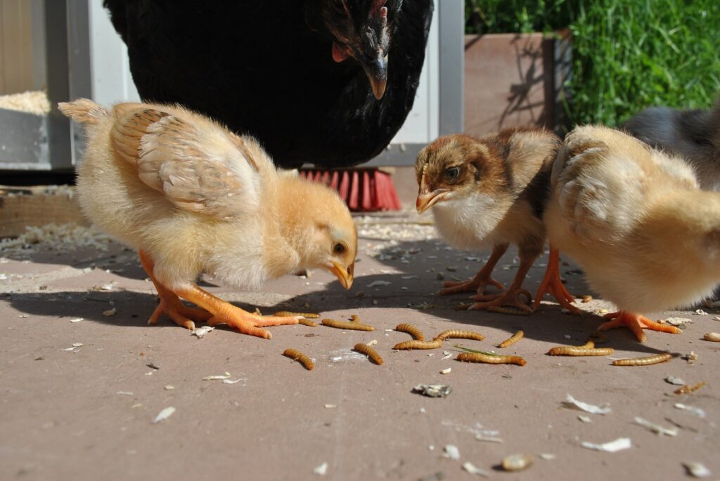 chicks eating worm