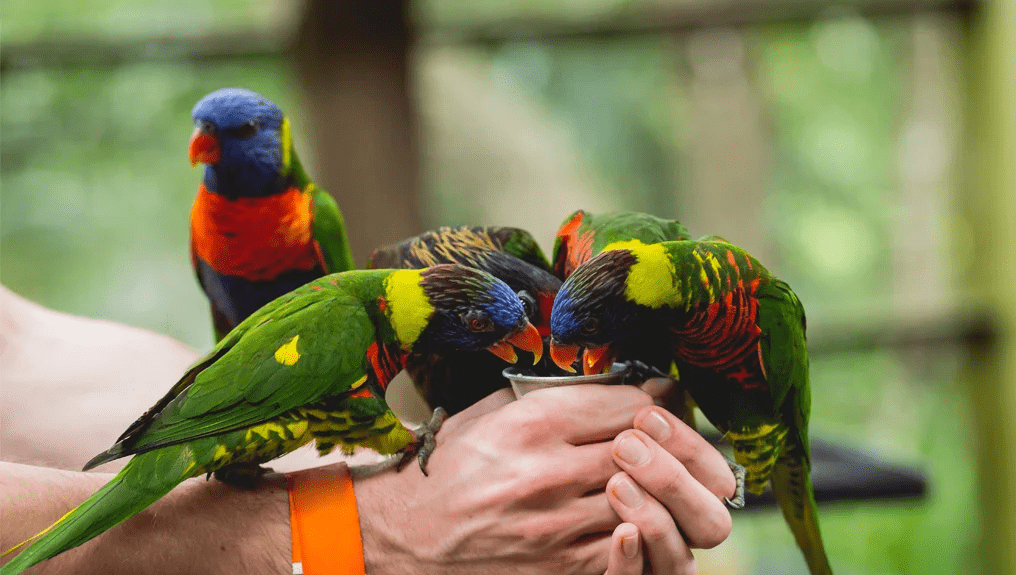 rainbow loriini feeding