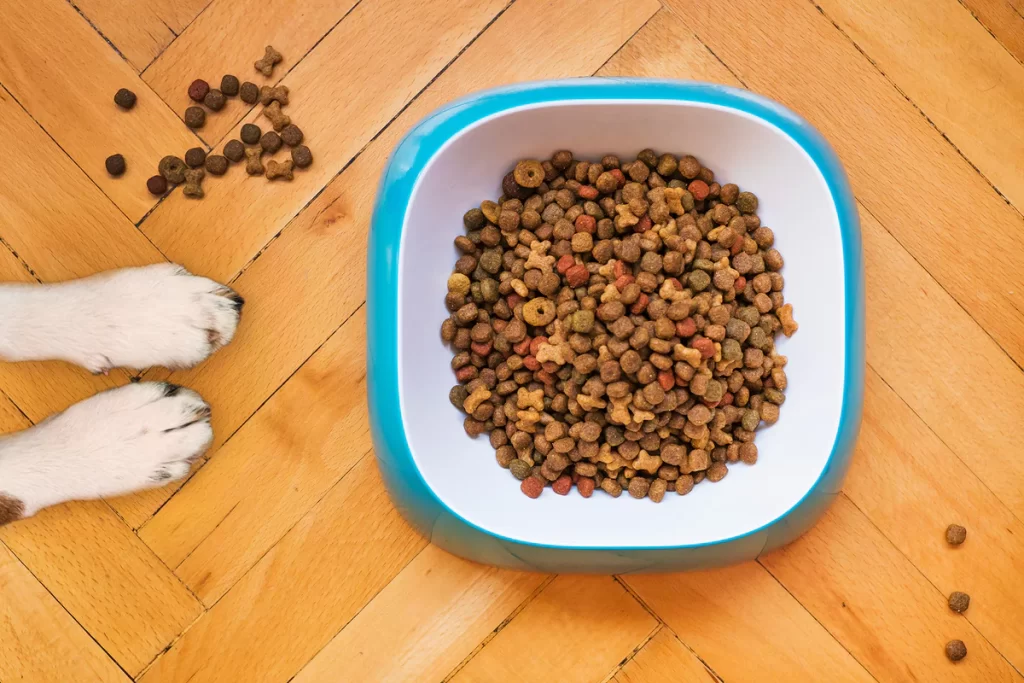 feet dog and a bowl of pet food