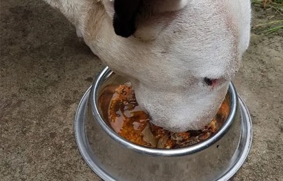 a dog eating a bowl of food